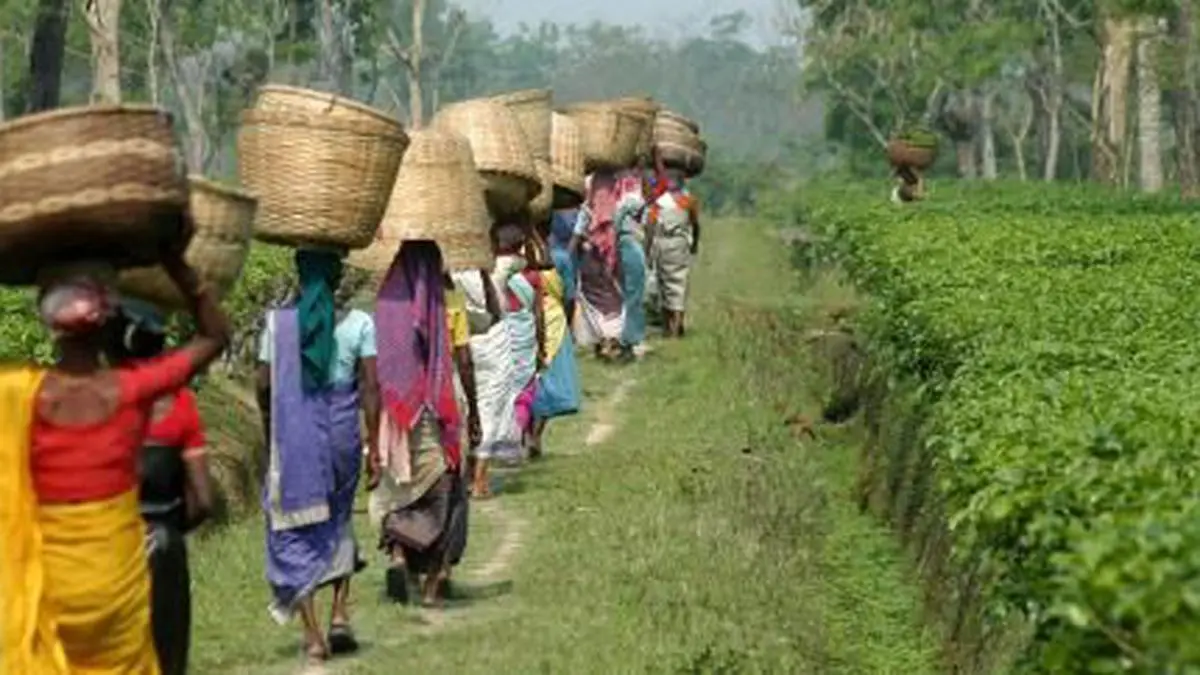 tea-production-in-assam-s-brahmaputra-valley-drops-the-hindu-businessline